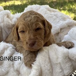 Goldendoodle Puppies from O’Doodle Clan Goldendoodles