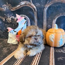 Elise - Liver female Shih Tzu puppy in Success, Missouri from Sweet Success