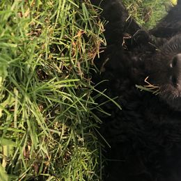 Boy “Spud” - Goldendoodle puppy in Heber City, Utah from Sammy’s Doodles