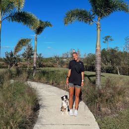 Miniature Australian Shepherd Puppies from Integrity Aussies Tx