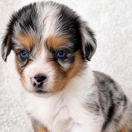 Ella - Blue female Pembroke Welsh Corgi puppy in Beggs, Oklahoma from Blue Diamond Corgi’s