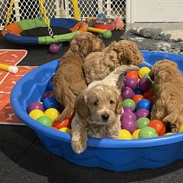 Goldendoodle Puppies from Loving Hearts Goldendoodles
