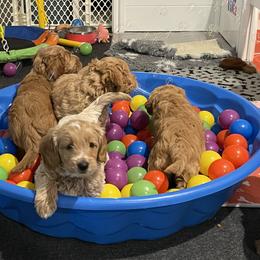 Goldendoodle Puppies from Loving Hearts Goldendoodles