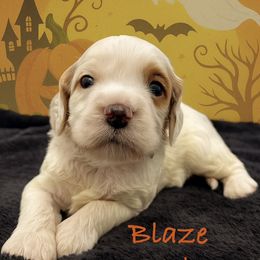 Blaze - Tri-color male Australian Labradoodle puppy in Eastover, North Carolina from Joyful Hearts Australian Labradoodles