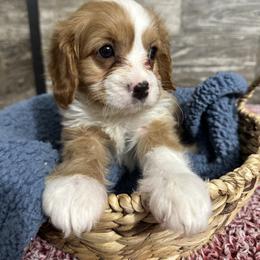 Rip - Red male Cavapoo puppy in Camden, Michigan from FurEver Friends Finder