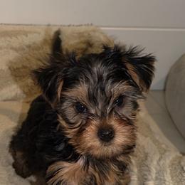 Bolt - Blue and gold male Yorkshire Terrier puppy in Fort Myers, Florida from Katherine’s Yorkies and Poodles