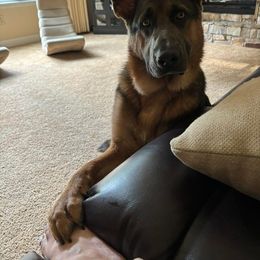 German Shepherd All Grown Up from M&M Shepherd Farms