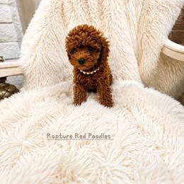 Biscuit - Red  female Poodle puppy in Midway City, California from Rapture Red Poodles