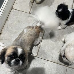 Coulture - Pekingese