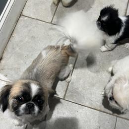Coulture - Pekingese