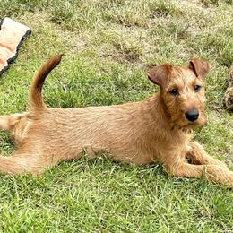 Irish Terrier puppies from Red Branch Irish Terriers