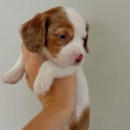 Jessie - Chocolate female Dachshund puppy in Dayton, Ohio from LUXEYPUPS