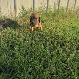 Boy 1 - Red male Bloodhound puppy in Tahlequah, Oklahoma from HNH Hounds