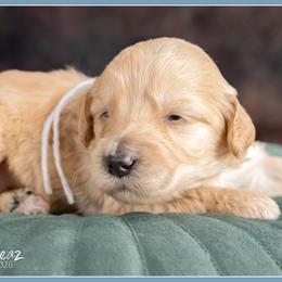 Girl 1 - female Bernedoodle puppy in Connersville, Indiana from Deaz Doodle Ranch