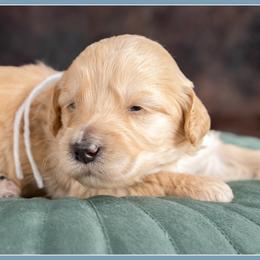 Girl 1 - female Bernedoodle puppy in Connersville, Indiana from Deaz Doodle Ranch