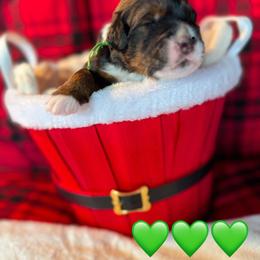 Bernedoodle, Cockapoo, and Goldendoodle Puppies from Avery Doodle Day LLC