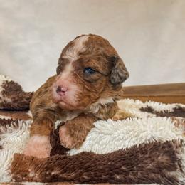 Valor - Sable male Bernedoodle puppy in Jackson, Missouri from Pincksten Family Doodles