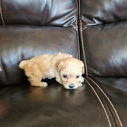 Candy - Apricot female Poodle puppy in Mapleton, Utah from Caboodles Of Poodles