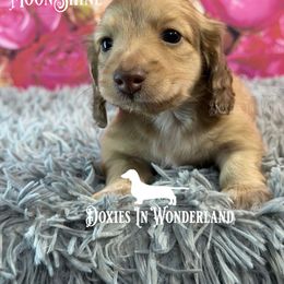 Moonshine - Red male Dachshund puppy in Rainier, Oregon from Doxies in Wonderland