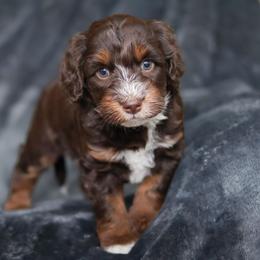 Tigger - Red tri-color male Aussiedoodle puppy in Casa, Arkansas from Blue Diamond Puppies