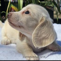 Olivia - Cream female Dachshund puppy in Ben Wheeler, Texas from Anytime Dachshunds by D.B.