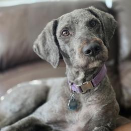 Raven - Labradoodle