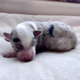 Huey - Blue merle male Toy Australian Shepherd puppy in Bly, Oregon from Apacheblus Toy Aussies