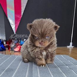 Pepper's Smooth Criminal - Annie - Lavender female Pomeranian puppy in Plant City, Florida from Pepper's Pomeranians