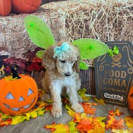Saddie - Apricot female Poodle puppy in Fountain, Florida from Silva Royale Standard Poodles