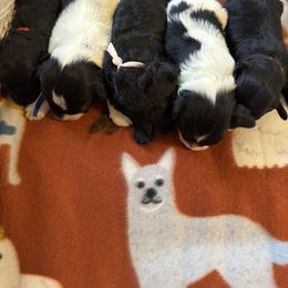 Schnoodle puppies from DM Schnoodles and schnauzers