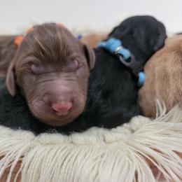 Goldendoodle Puppies from Auburn Hills Doodles & Poodles