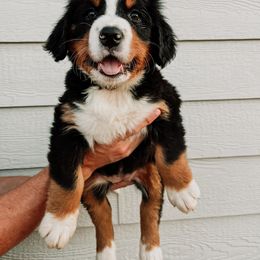 Bernese Mountain Dog Puppies from Pleasant Lake Bernedoodles & BMDs