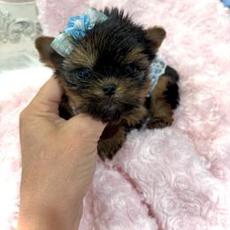 Maltese and Yorkshire Terrier Puppies from tatortot pup