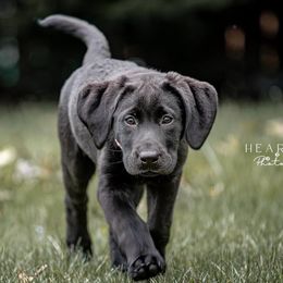 Labrador Retrievers from Tall Oaks Labs