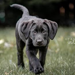 Labrador Retrievers from Tall Oaks Labs