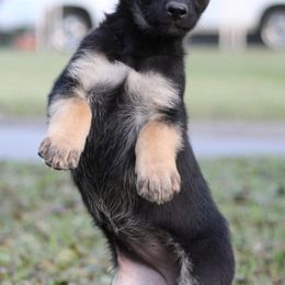 German Shepherd Puppies from Außer Gefahr German Shepherds