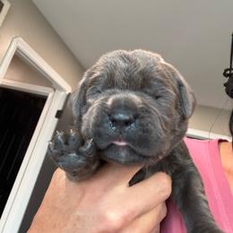 Grey female solid chest no markings tan collar - Gray female Cane Corso puppy in Cherry Valley, California from Liberty Corsos