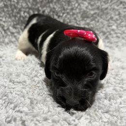 Winter - Piebald female Dachshund puppy in Mansfield, Missouri from Owens Farm