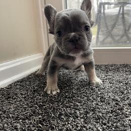 Paris - Tricolors female French Bulldog puppy in Enfield, Connecticut from AVM Frenchies