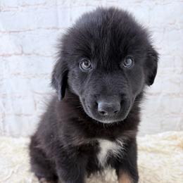 Koda - Black Collar - Black male Australian Shepherd puppy in San Marcos, California from Faith Family Freedom Farm