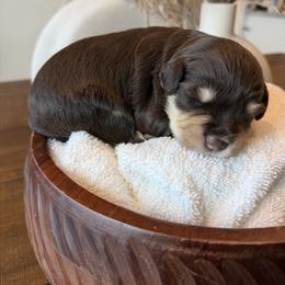 Dasiy - Liver female Miniature Schnauzer puppy in Menifee, California from Violet’s Meadow
