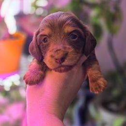 Hazel - Chocolate and tan female Dachshund puppy in Windom, Minnesota from Wyrmhund Dachshunds