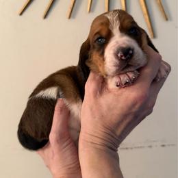 Ayla - Mahogany and white female Basset Hound puppy in Cadillac, Michigan from Garrow Danes House of Blues
