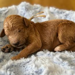 Spike- Green - Apricot male Goldendoodle puppy in Bay City, Texas from Charming Doods Goldendoodles