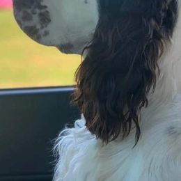 English Springer Spaniels from Bourbon Trail Springers