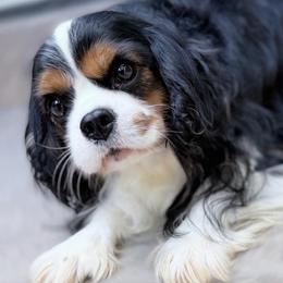 Cavalier King Charles Spaniel puppies from Irresistible Dachshunds & Cavaliers