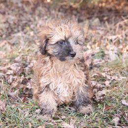 Jingle - Merle male Whoodle puppy in West Bend, Iowa from Blue Skies Terriers