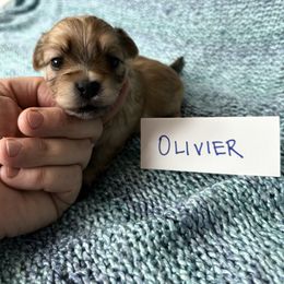 Olivier - Gold sable male Havana Silk Dog puppy in Marlboro, Vermont from Maplewood Silks