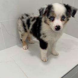 Pepper - Blue merle male Miniature American Shepherd puppy in Baker, Florida from East to Western Aussies