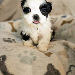 Poodle, Shichon, Shihpoo, Shih Tzu, and Shorkie Puppies from Ever After Tails